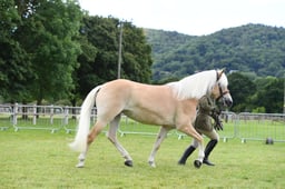 CLH145 In Hand Haflinger 4 years & over