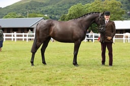 CLH124 ID Sport Horse 2-3 Years Old