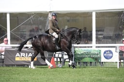 H201-200 HOYS RIDDEN COB CHAMPIONSHIP