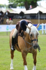 H47_1181 2026