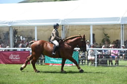 H280 Ridden Heavy Horse