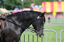 C33_0783 2026