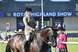 550 HOYS SHP 153cm