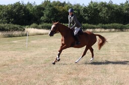 113 RISING STAR of WORKING HUNTER TYPE