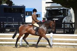 121A Show Hunter Pony 153cm