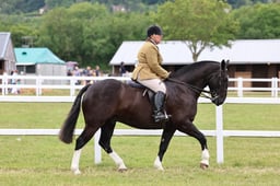 H209 Amateur Ridden Cobs