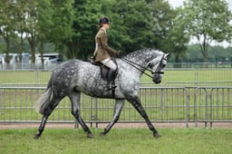 22 HOYS Lightweight Hunter