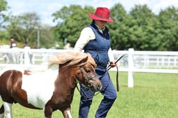 H36 Miniature Shetland Stallion & Gelding