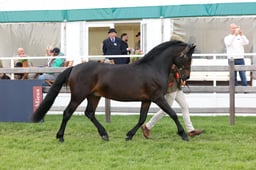 W29_0798 2026