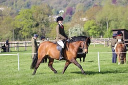88 M&M Pure Novice Ridden Large