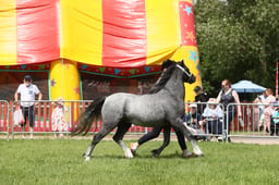 E34_1307 2026