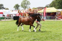 E34_2205 2026