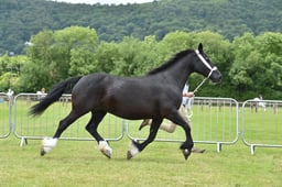 CLH84 Welsh D Mare  Gelding