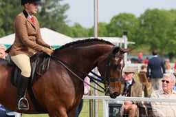 CL 150 Int Show Hunter Type