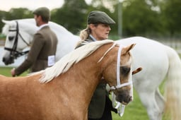 72 Welsh A & B 4 Yrs & Over
