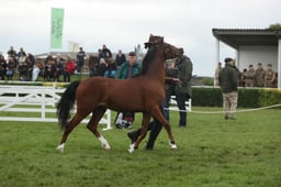 152 Colts Yearlings