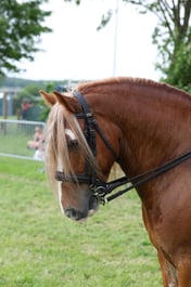 C34_2965 2026