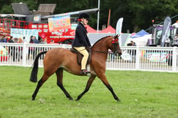 70 RIHS Show Pony 128cm