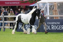 17 Coloured Native Pony In Hand