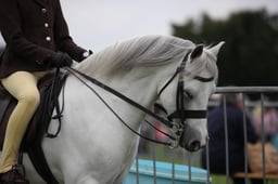 38 M&M SMALL RIDDEN PONY