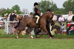 Mini Show Pony Champ