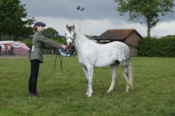 06 Welsh Overall Gelding Championship