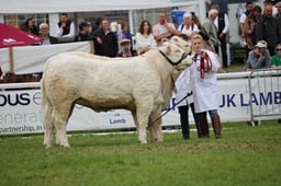 Interbreed Young Handler Pairs -  Beef