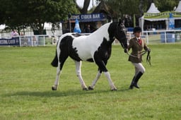 H201 HOYS Heavyweight Ridden Cob