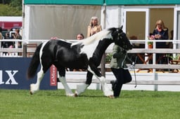 S28_8478 2026