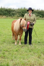 106 Standard Shetland Geldings