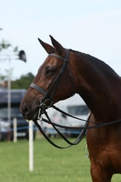 01 HOYS Lightweight Hunter