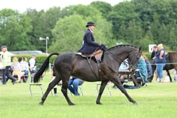 H36_7731 2026