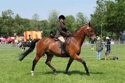 C33_1296 2026