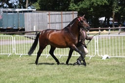 H96 Show Horse In Hand 4yrs & Over