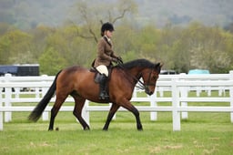 04 Junior M&M Ridden Large Breeds