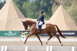 Dressage Young Horse 5 Years