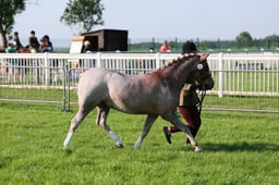 C33_0171 2026