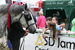 Heavy Horse Display