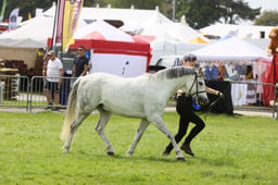 WPCS Overall Gelding