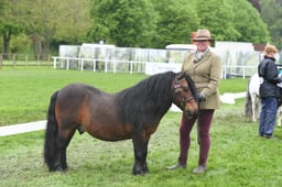 M&M In Hand - Shetlands