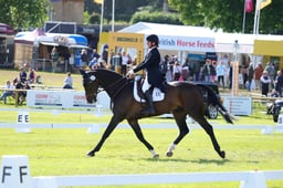 234 DASSETT SELECT