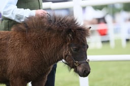 429 Mare s & Foals