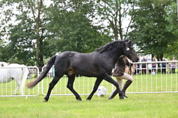 H45 New Forest Stallion or Gelding