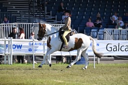 585 Non Native Ridden Pony
