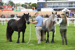 M&M Large Breeds Championships