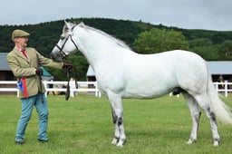 Z41_0298 2026