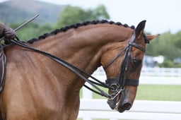 H216D HOYS Racehorse to RH