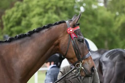 E28_0887 2026