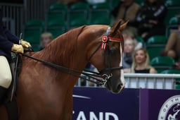 42 Ridden Purebred Arab of the Year Championship