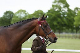 153 Part Bred Arab In Hand